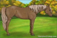 Horse Color:Chocolate Palomino
