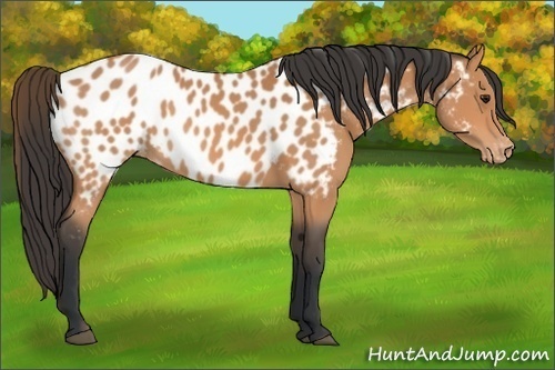 Horse Color:Bay Appaloosa 