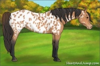 Horse Color:Bay Appaloosa 