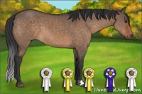 Horse Color:Brown Dun 