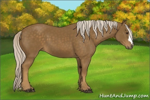 Horse Color:Chocolate Palomino