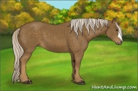 Horse Color:Chocolate Palomino 