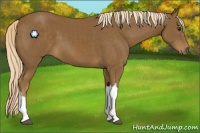 Horse Color:Chocolate Palomino 