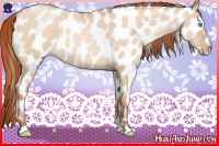 Horse Color:Buckskin Pearl Dun Leopard