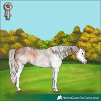 Horse Color:White Spotted Silver Bay Splash  and Gray White Spotted Silver Bay Splash 