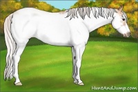 Horse Color:Silver Bay Dun Sabino Frame Rabicano 