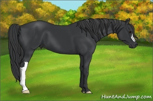 Horse Color:Black 
