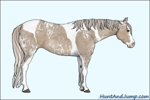 Horse Color:White Spotted Silver Grullo Ice Splash Tobiano 