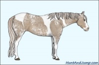 Horse Color:White Spotted Silver Grullo Ice Splash Tobiano