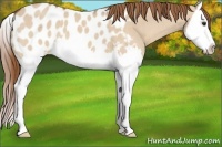 Horse Color:Red Dun Splash Appaloosa