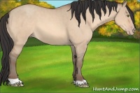 Horse Color:Amber Champagne Dun 