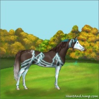 Horse Color:Thunderstruck Liver Chestnut Splash Varnish 