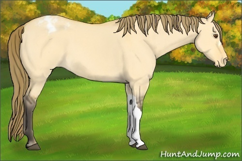 Horse Color:Buckskin Dun Blanket