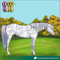 Horse Color:Watercolor Amber Champagne Ice Appaloosa
