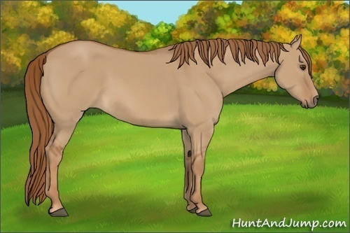 Horse Color:Red Dun