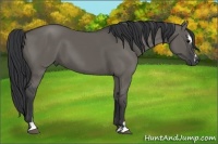 Horse Color:Grullo Sabino 