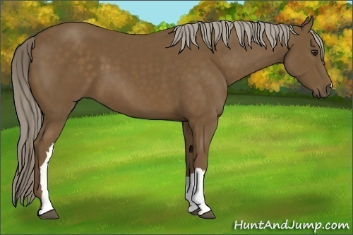 Horse Color:Chocolate Palomino 