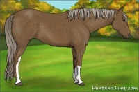 Horse Color:Chocolate Palomino 