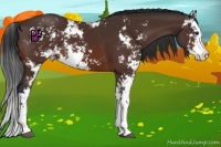 Horse Color:Brown Sabino Splash