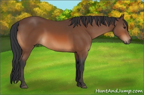 Horse Color:Bay 