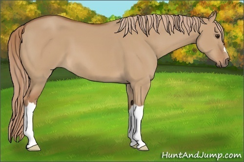 Horse Color:Red Dun