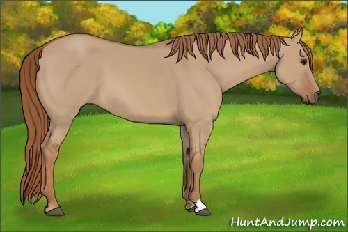 Horse Color:Red Dun 