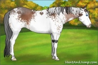 Horse Color:White Spotted Bay Splash 
