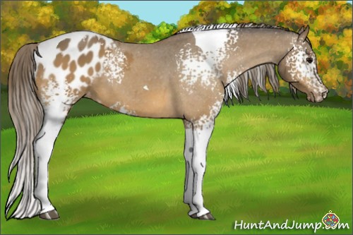 Horse Color:White Spotted Buckskin Tobiano Appaloosa