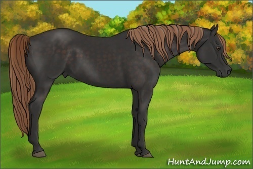 Horse Color:Liver Chestnut Rabicano 