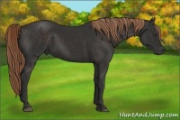 Horse Color:Liver Chestnut Rabicano 