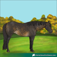 Horse Color:Buckskin 