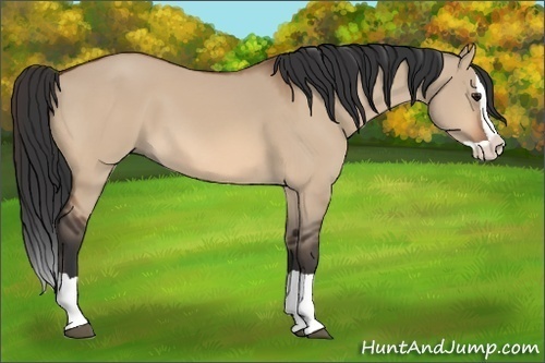 Horse Color:Bay Dun Splash 