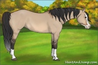 Horse Color:Bay Dun Splash 