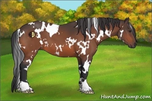 Horse Color:White Spotted Brown 