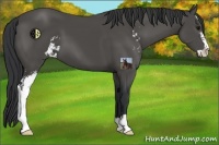Horse Color:Black Sabino