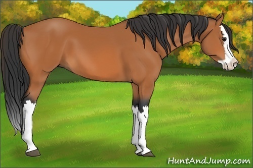 Horse Color:Bay Splash 