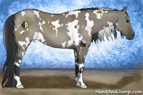 Horse Color:White Spotted Grullo
