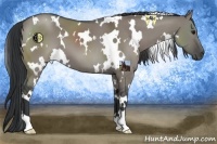 Horse Color:White Spotted Grullo
