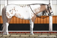 Horse Color:Amber Champagne Sabino Tobiano Appaloosa and Amber Champagne Sabino Tobiano Appaloosa