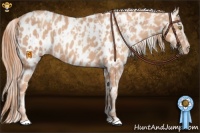 Horse Color:Gold Champagne Appaloosa  and Gold Champagne Appaloosa 