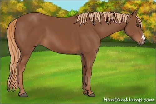 Horse Color:Chestnut Frame 