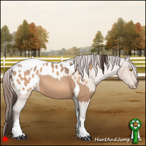 Horse Color:Amber Champagne Sabino Tobiano Appaloosa and Amber Champagne Sabino Tobiano Appaloosa
