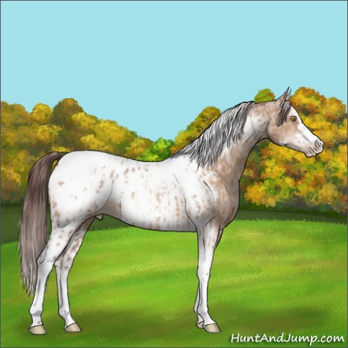 Horse Color:Amber Champagne Sabino Splash Tobiano Appaloosa  and Amber Champagne Sabino Splash Tobiano Frame Appaloosa 