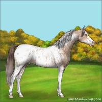 Horse Color:Amber Champagne Sabino Splash Tobiano Appaloosa  and Amber Champagne Sabino Splash Tobiano Frame Appaloosa 