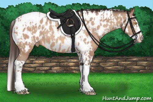 Horse Color:Amber Champagne Sabino Tobiano Appaloosa  and Amber Champagne Sabino Splash Tobiano Appaloosa 