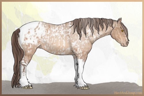 Horse Color:Amber Champagne Tobiano Appaloosa and Amber Champagne Sabino Tobiano Appaloosa