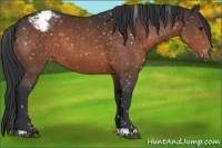 Horse Color:Brown Appaloosa 
