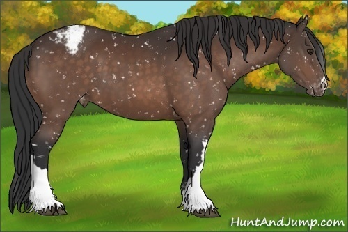 Horse Color:Brown Appaloosa 