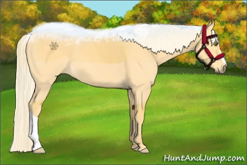 Horse Color:Palomino