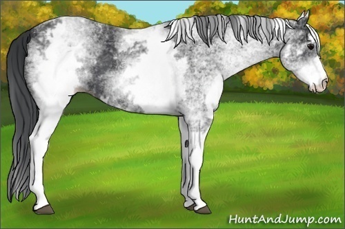 Horse Color:White Spotted Black